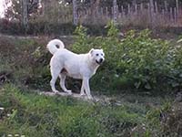 mastino abruzzese femmina